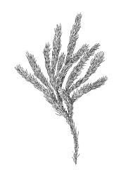 Palamocladium leskeoides,  habit. Drawn from A.J. Fife 8590, CHR 461008.
 Image: R.C. Wagstaff © Landcare Research 2019 CC BY 3.0 NZ